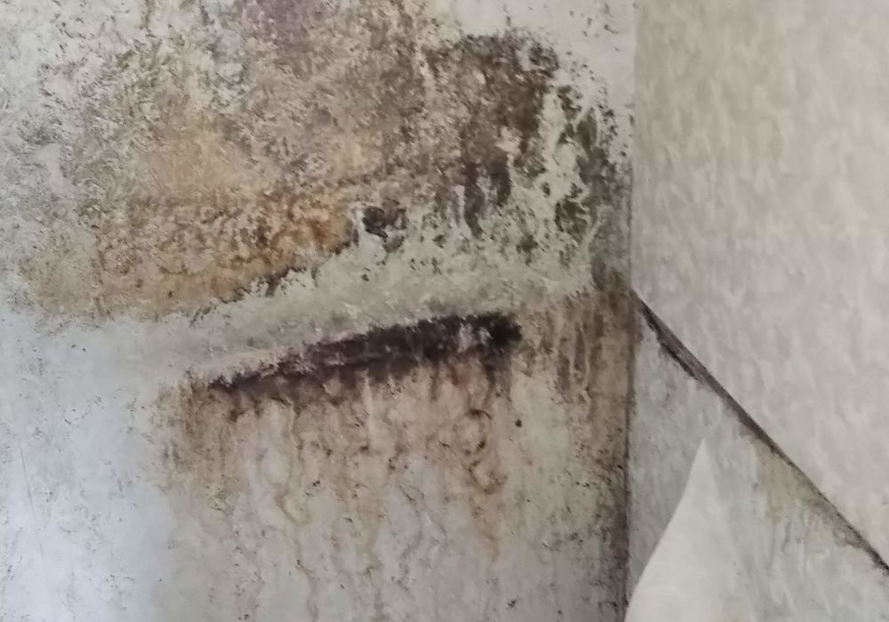 クロス剥がす前